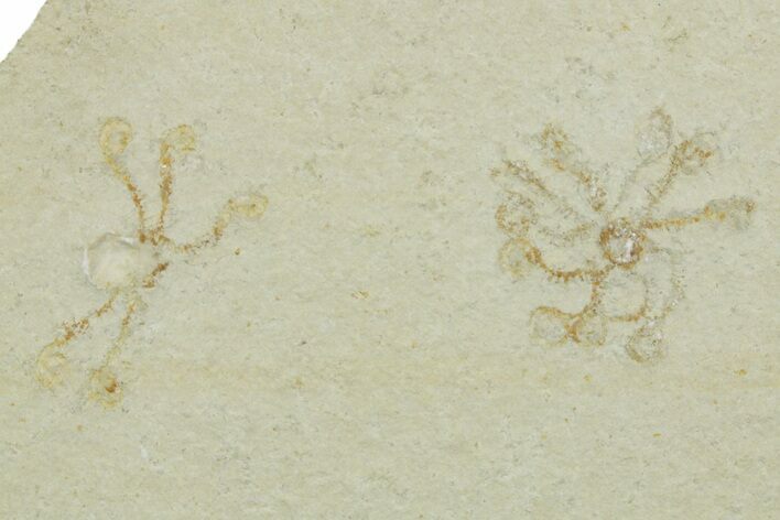 Two Floating Crinoid (Saccocoma) Fossils - Solnhofen Limestone #353559